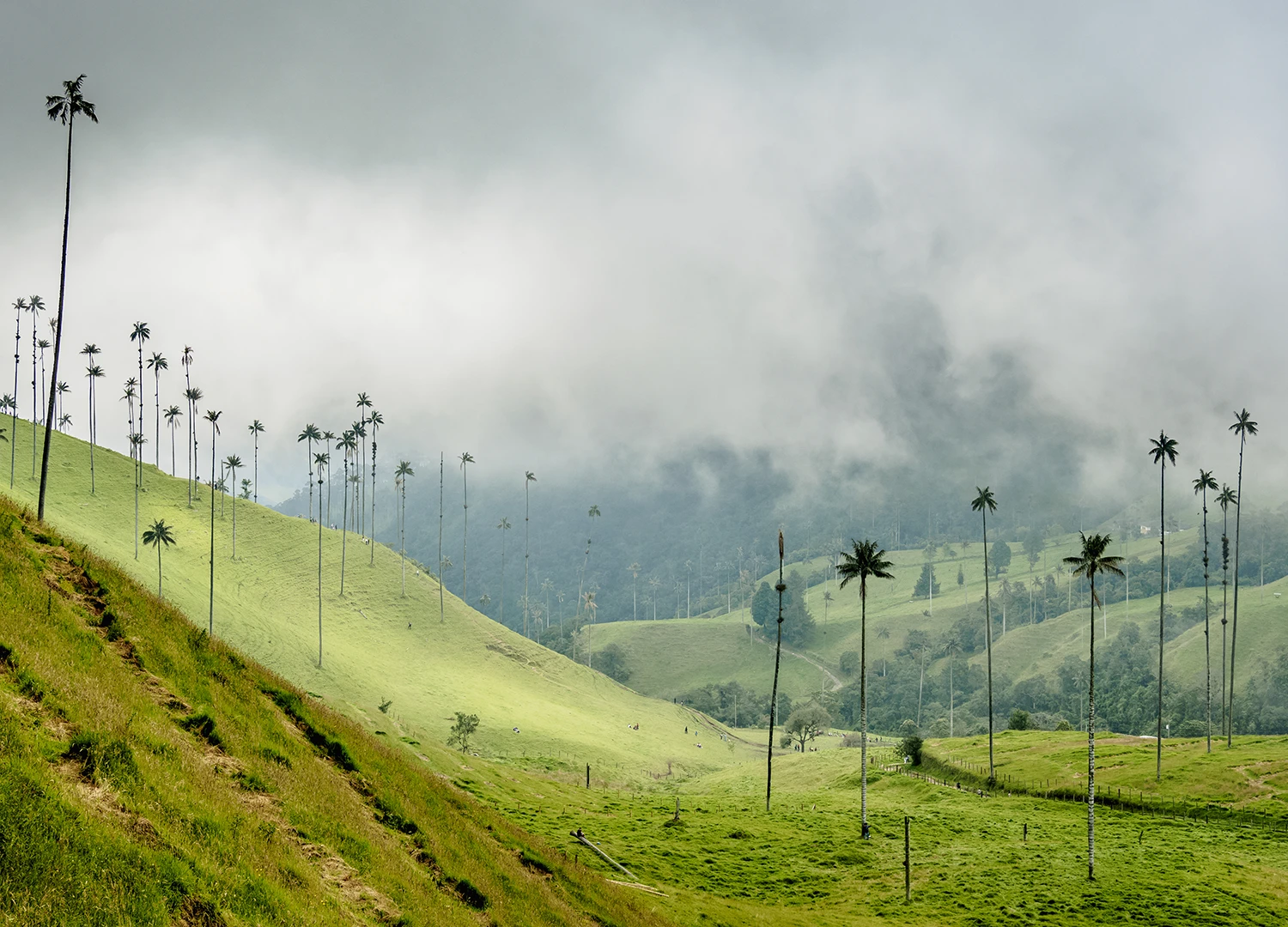 Colombia, Valle de Cocora