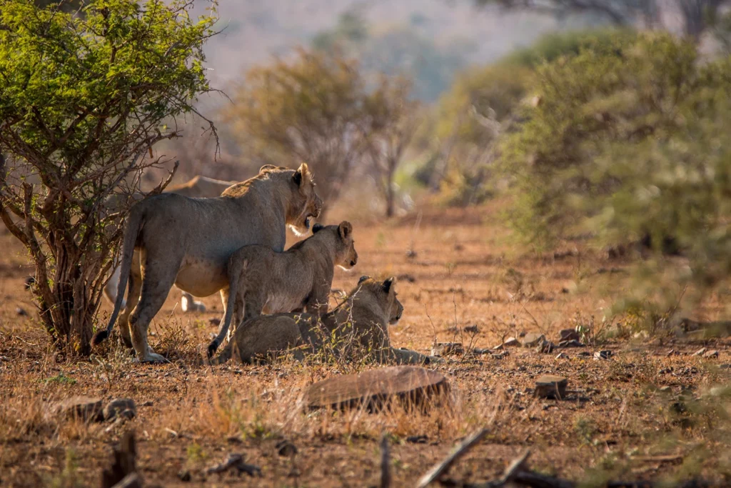 El Parque nacional Kruger sudafrica
