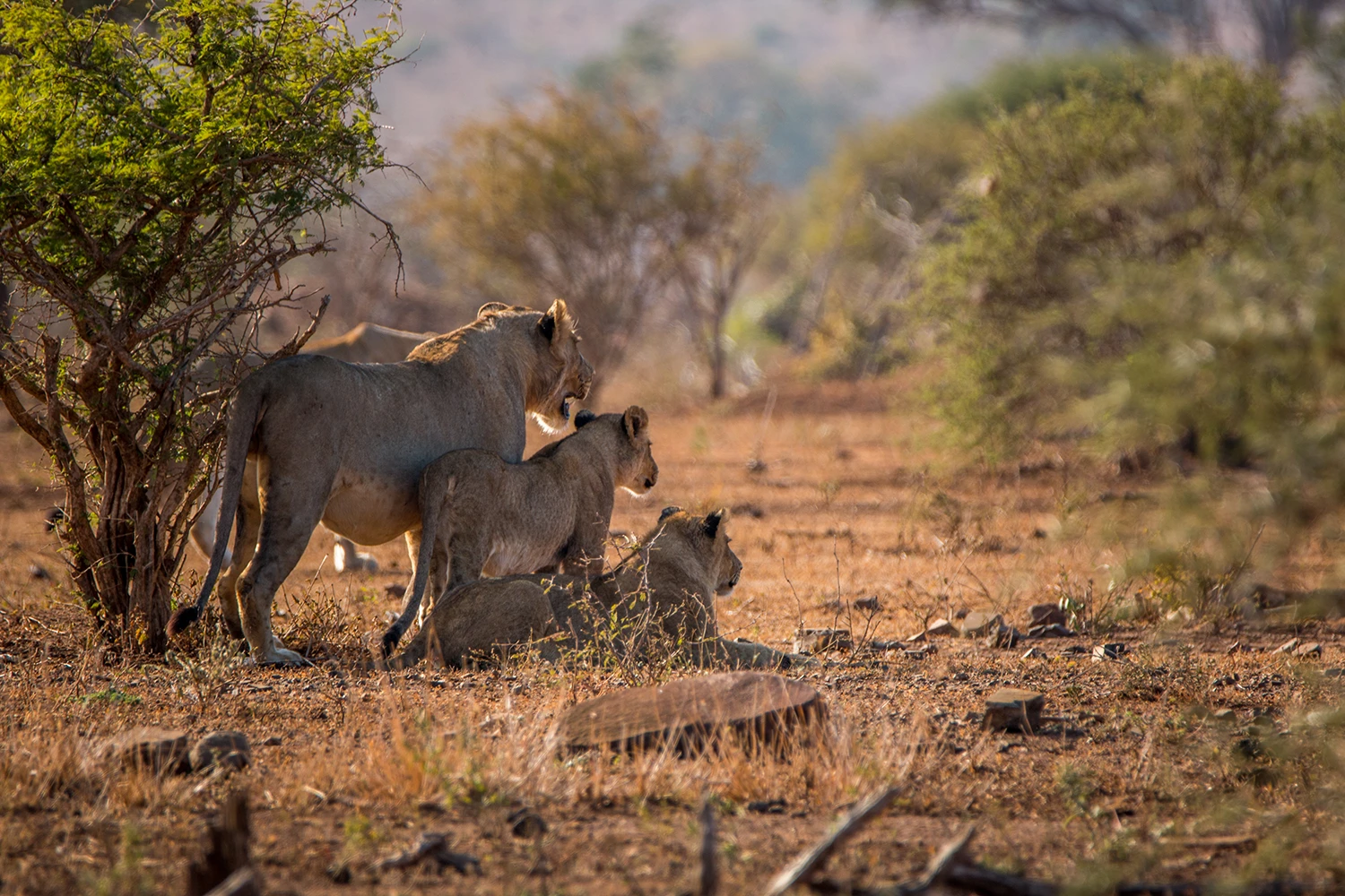 El Parque nacional Kruger sudafrica