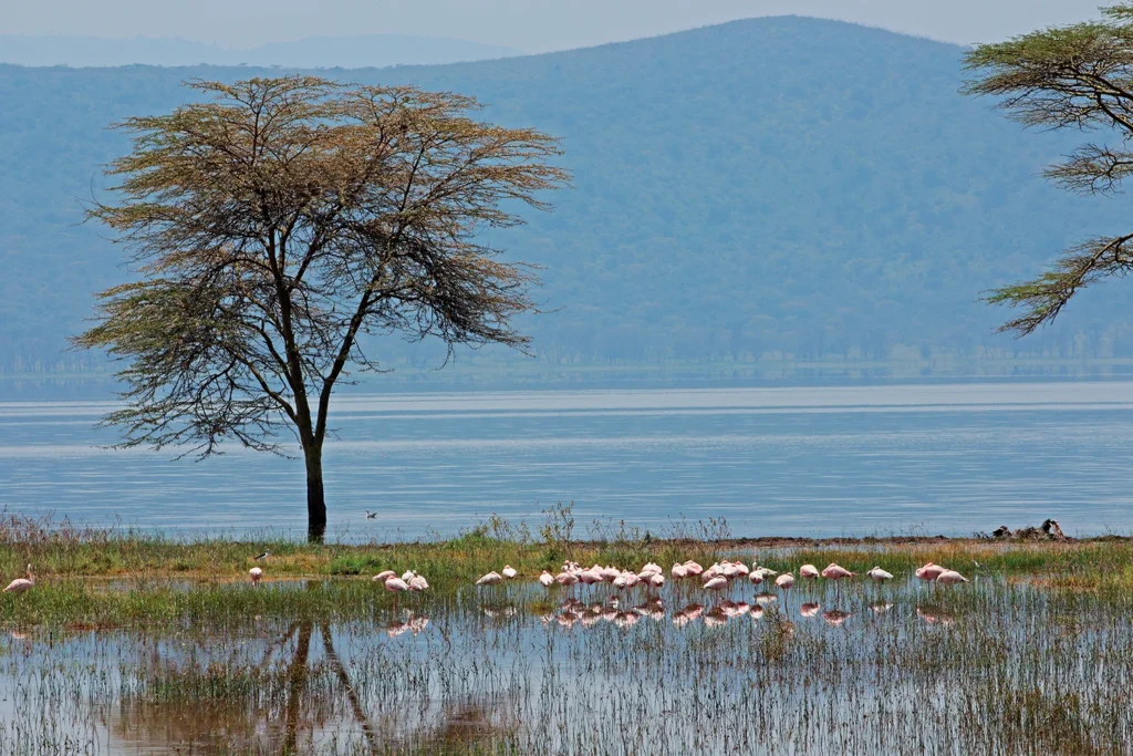 Lago Nakaru Kenia