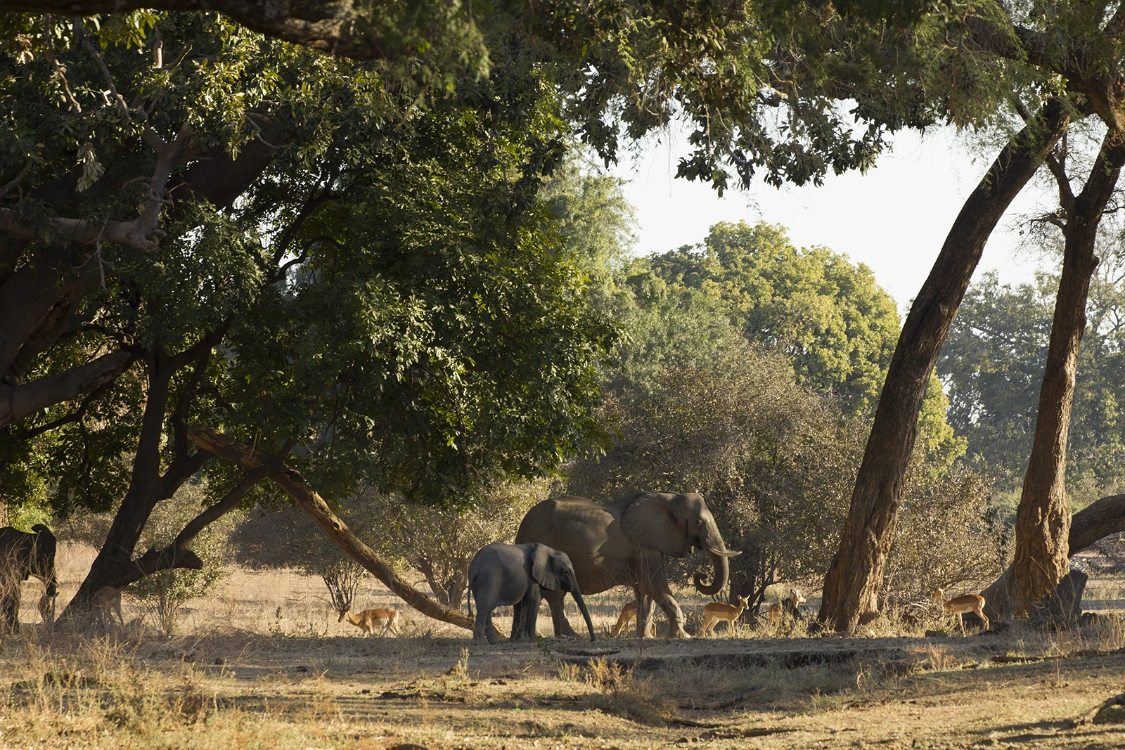 Mana Pools, Zimbabue