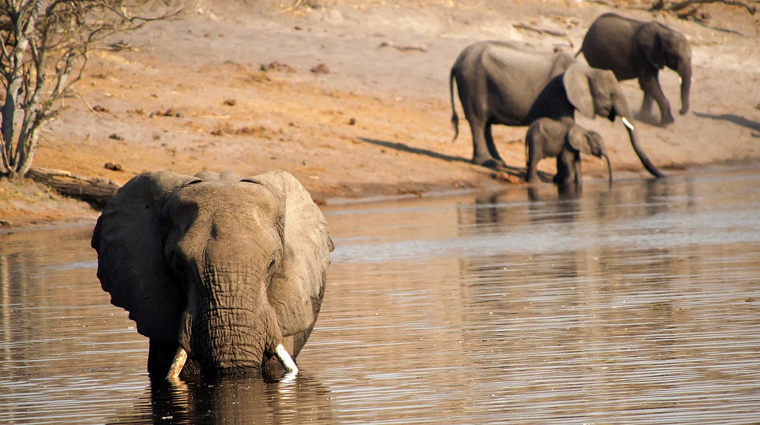 Parque Nacional Chobe, Botswana
