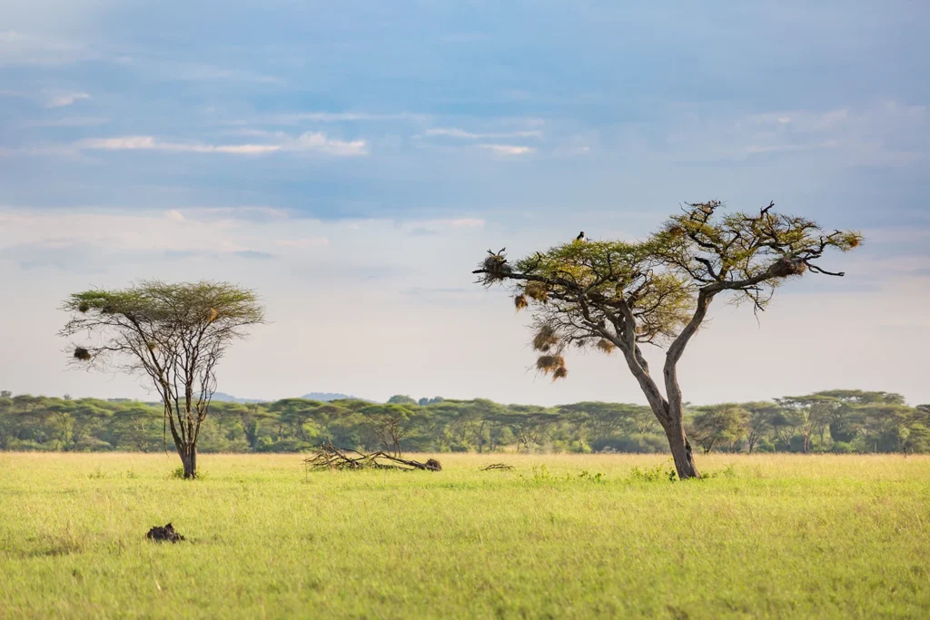 Serengueti Tanzania