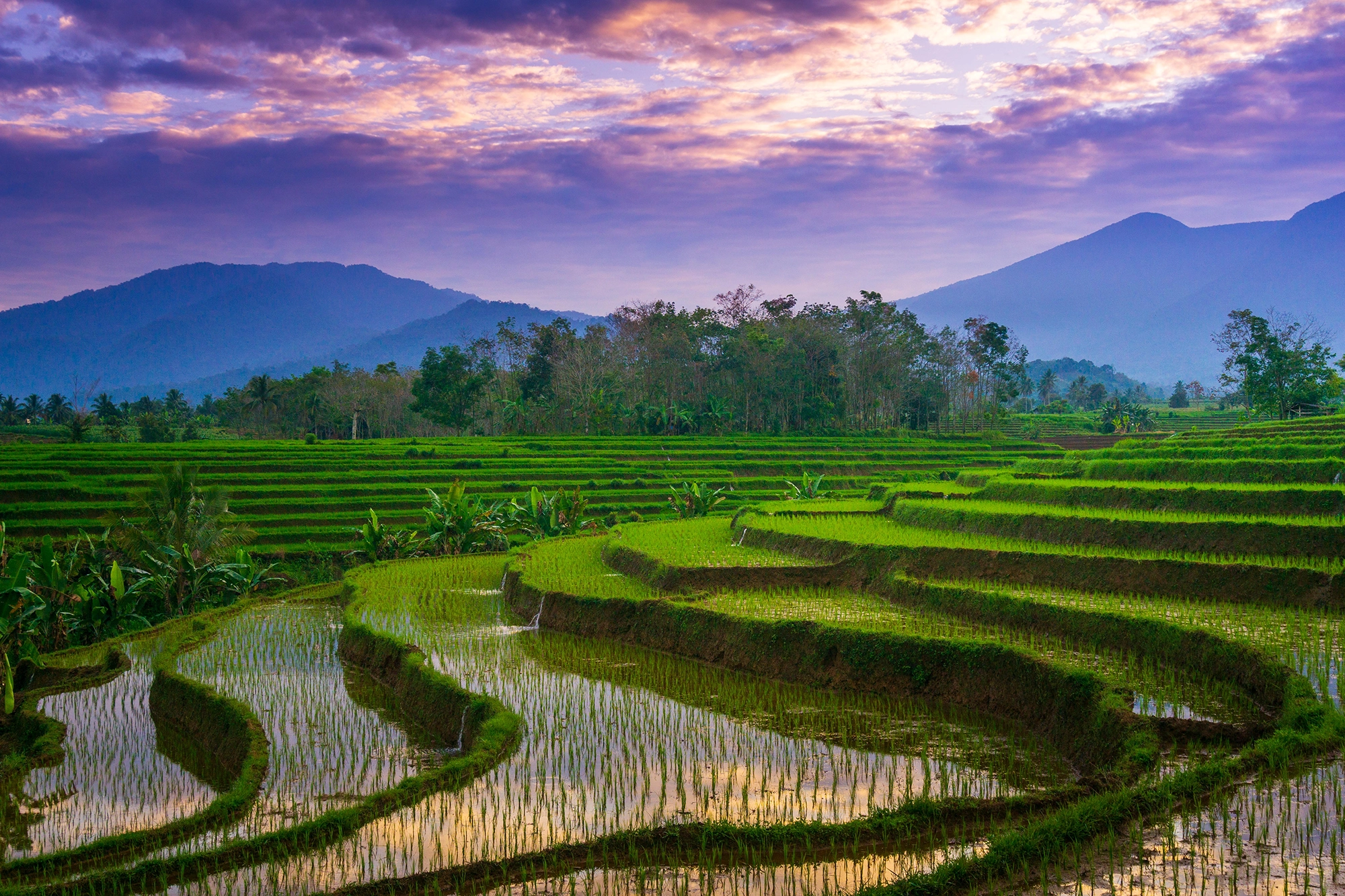 campos-de-arroz-indonesia