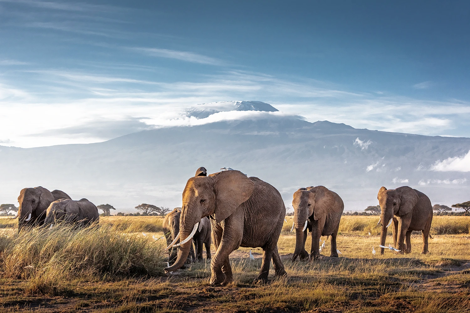 elefantes frente al monte kilimanjaro en aboseli kenia