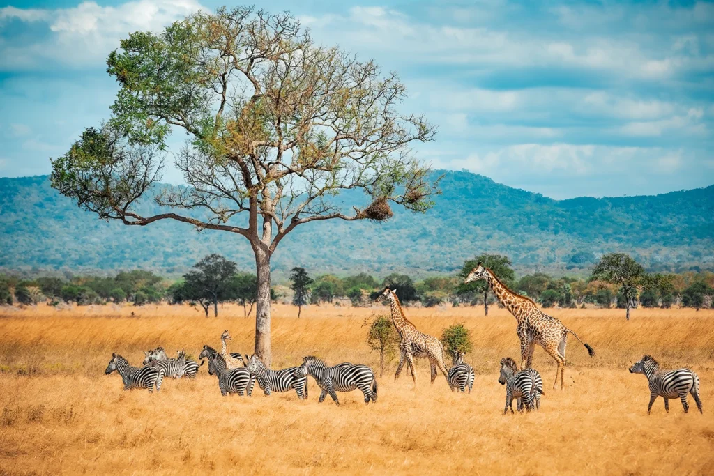 experiencia-viaje-safari
