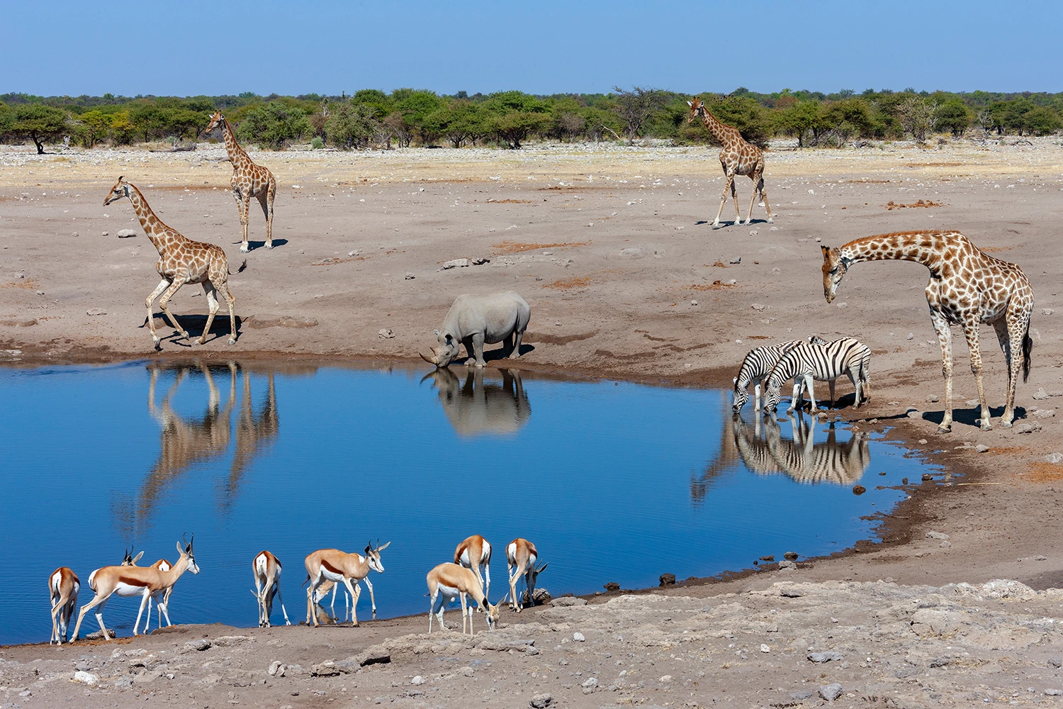 parque nacional etosha namibia