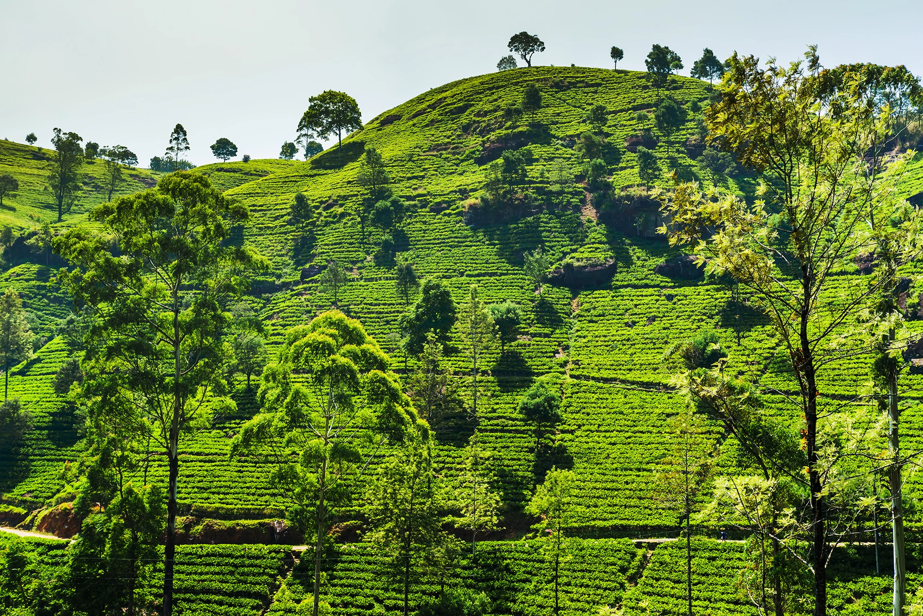 plantaciones-de-te-sri-lanka