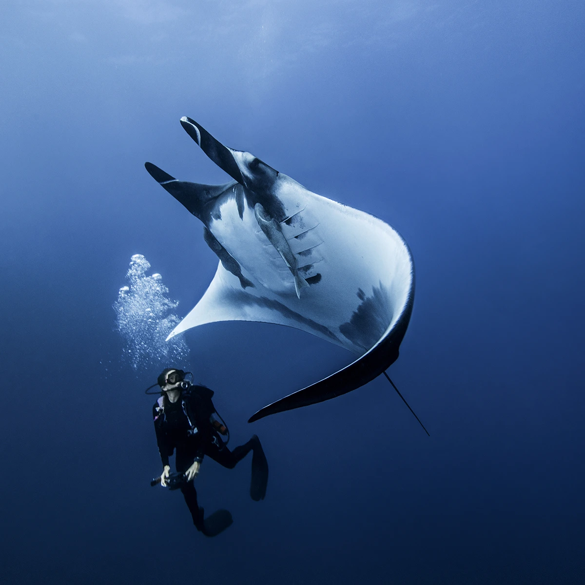 buceo con mantas rayas